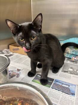 Jill -  Domestic Short Hair Cat for Adoption in Edison, New Jersey - Jill | PetCurious