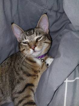 Domestic Short Hair Cats Available for Adoption - Sammy | PetCurious