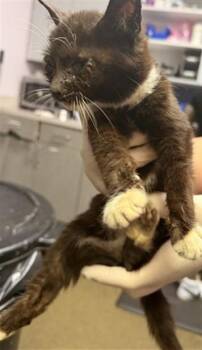 Domestic Short Hair Cats Available for Adoption in Jacksonville, Florida - MS. CLEO | PetCurious