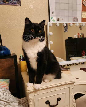 Rescue Domestic Long Hair and Domestic Medium Hair Cats for Adoption in Minneapolis, Minnesota - Dakotah | PetCurious