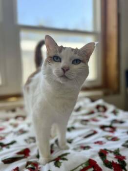 Priss -  Domestic Short Hair Cat for Adoption - Priss | PetCurious