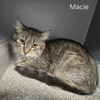 Rescue Domestic Medium Hair Cats for Adoption in Sedalia, Missouri - Macie | PetCurious