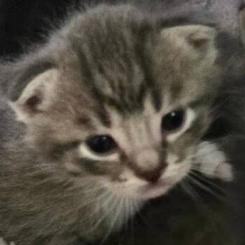 Sophie C11326 -  Domestic Short Hair Cat for Adoption - Sophie C11326 | PetCurious