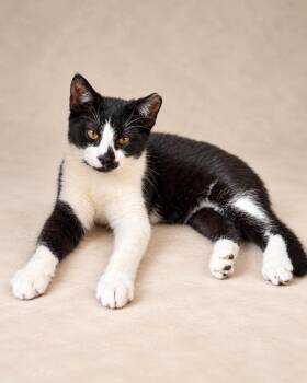 michigan -  Tuxedo Cat for Adoption in Miami, Florida - Michigan | PetCurious