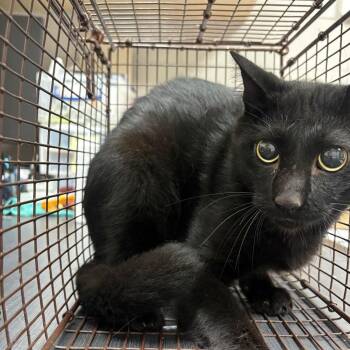 Binx -  Domestic Short Hair Cat for Adoption in Lufkin, Texas - Binx | PetCurious
