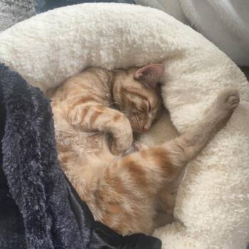 Chuua -  Domestic Short Hair Cat for Adoption in Wheeling, Illinois - Chuua | PetCurious