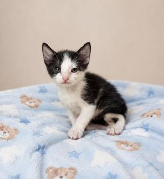 Tuxie -  Domestic Short Hair Cat for Adoption in Lafayette, Louisiana - Tuxie | PetCurious