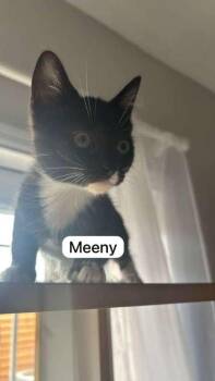 Domestic Short Hair Cats Available for Adoption in West Chester, Pennsylvania - Meeny | PetCurious