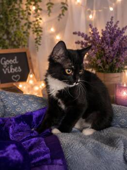 Osiris -  Domestic Medium Hair Cat for Adoption in Rio Linda, California - Osiris | PetCurious