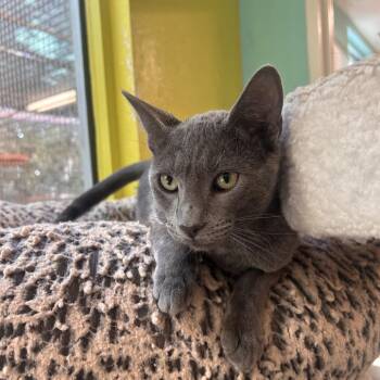 Soup II -  Domestic Short Hair Cat for Adoption in Fresno, California - Soup II | PetCurious