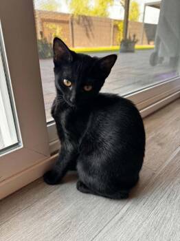Robin 2 -  Domestic Short Hair Cat for Adoption in Tucson, Arizona - Robin 2 | PetCurious