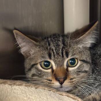 Bodhi -  Domestic Short Hair Cat for Adoption in West Palm Beach, Florida - Bodhi | PetCurious
