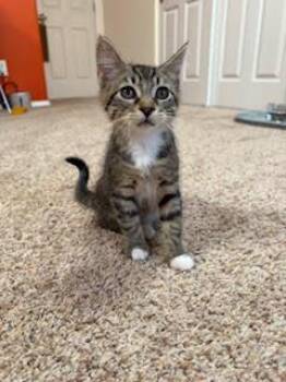 Aaron Samuels -  Domestic Short Hair Cat for Adoption in Portland, Oregon - Aaron Samuels | PetCurious