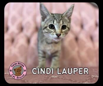 Cindi Lauper -  Domestic Short Hair Cat for Adoption in Hershey, Pennsylvania - Cindi Lauper | PetCurious
