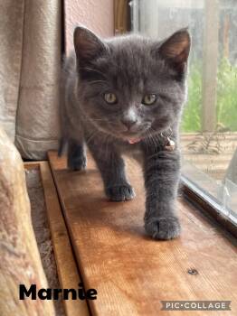 Domestic Short Hair Cats Available for Adoption in Newberg, Oregon - Marnie | PetCurious