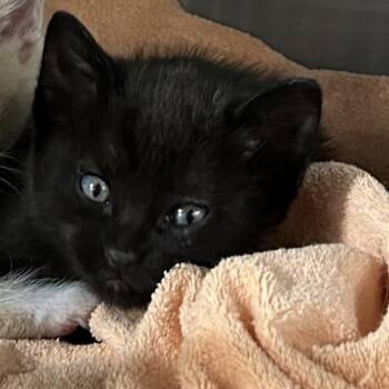American Wirehair Cats Available for Adoption in Mount Vernon, Arkansas - Demetrius | PetCurious