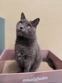Fog -  Domestic Medium Hair Cat for Adoption in New Rochelle, New York - Fog | PetCurious