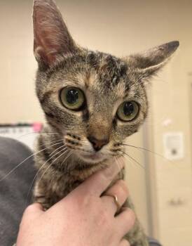 Yzma -  Domestic Short Hair Cat for Adoption in Fishers, Indiana - Yzma | PetCurious