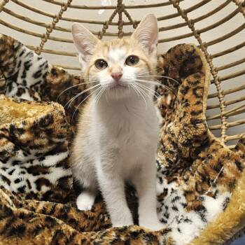 Paul -  Domestic Short Hair Cat for Adoption in Monroe, Michigan - Paul | PetCurious