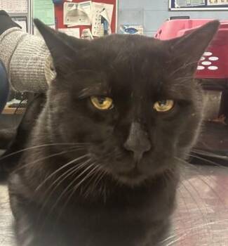Thunder -  Domestic Short Hair Cat for Adoption in Chamblee, Georgia - Thunder | PetCurious