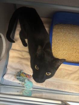 Domestic Short Hair Cats Available for Adoption - Eddie | PetCurious