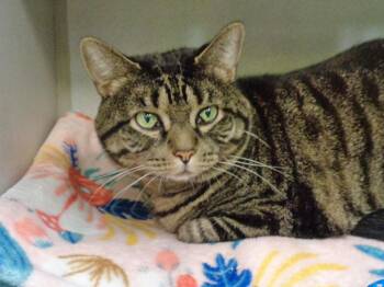 FRANKLIN -  Tiger Cat for Adoption in Delhi, New York - FRANKLIN | PetCurious