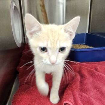 DUTTON -  Domestic Short Hair Cat for Adoption - DUTTON | PetCurious