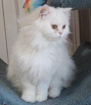 Persian Cats Available for Adoption in Wolcott, Connecticut - Lara | PetCurious
