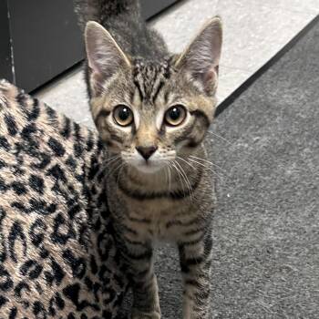 Ember -  Domestic Short Hair Cat for Adoption in Edinburg, Virginia - Ember | PetCurious