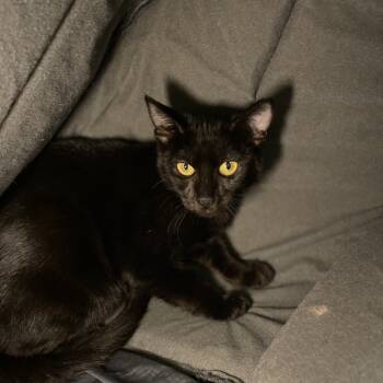 Rescue Domestic Short Hair Cats for Adoption in Los Angeles, California - Lava Lamp | PetCurious