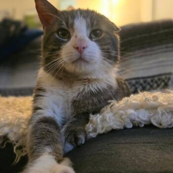 Ranch -  Domestic Short Hair Cat for Adoption in Fairport, New York - Ranch | PetCurious
