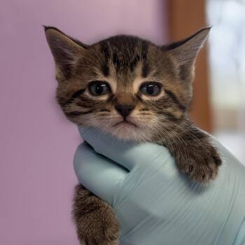 Domestic Short Hair Cats Available for Adoption in Redwood Valley, California - Mizzle | PetCurious