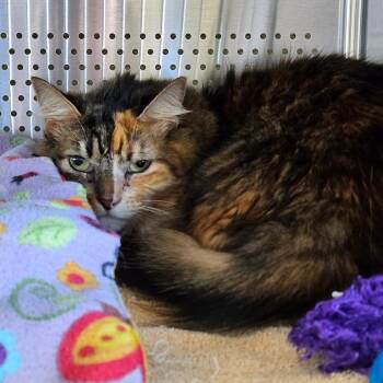 Domestic Long Hair Cats Available for Adoption in Sarasota, Florida - Nelly | PetCurious