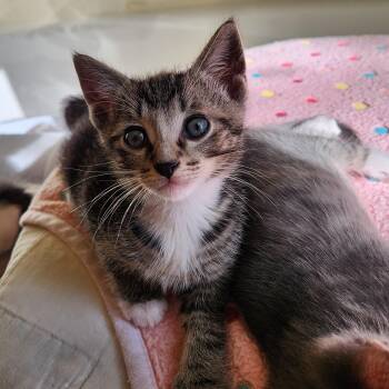Mickey -  Domestic Short Hair and Tabby Cat for Adoption in Magnolia, Texas - Mickey | PetCurious