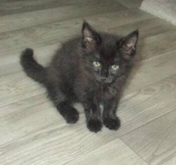 KONA -  Domestic Long Hair Cat for Adoption in Troutman, North Carolina - KONA | PetCurious