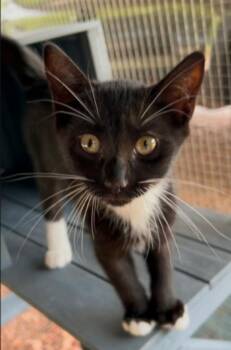 Toni -  Tuxedo Cat for Adoption in Warr Acres, Oklahoma - Toni | PetCurious