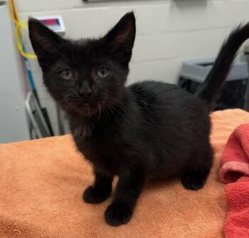 HONEY -  Domestic Short Hair Cat for Adoption in Peoria, Illinois - HONEY | PetCurious