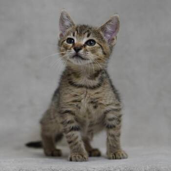 Bailey -  Domestic Short Hair Cat for Adoption in Sunnyvale, California - Bailey | PetCurious