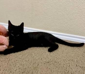 Cozy (pre adopt) -  Domestic Short Hair Cat for Adoption in Fort Worth, Texas - Cozy (pre Adopt) | PetCurious