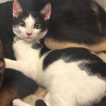 Domestic Short Hair Cats Available for Adoption in Enterprise, Alabama - Sweet Tart | PetCurious