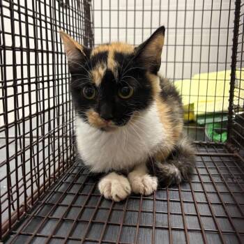 Danika -  Domestic Short Hair Cat for Adoption in Lufkin, Texas - Danika | PetCurious