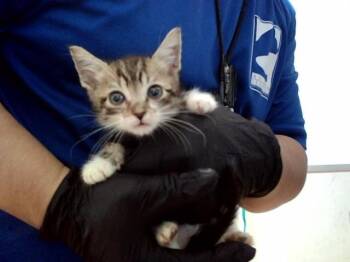 A1049374 -  Domestic Short Hair Cat for Adoption in Martinez, California - A1049374 | PetCurious