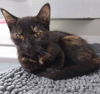 Rescue Domestic Short Hair Cats for Adoption in South Bend, Indiana - Daffodil *IN FOSTER* | PetCurious