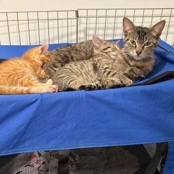 Birdie -  Domestic Short Hair Cat for Adoption in South Elgin, Illinois - Birdie | PetCurious