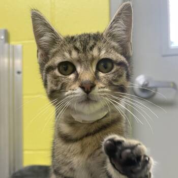 Slate -  Domestic Short Hair Cat for Adoption in New Philadelphia, Ohio - Slate | PetCurious