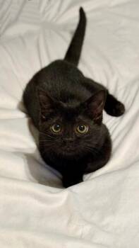 GEM -  Domestic Short Hair and Bombay Cat for Adoption in Little Rock, Arkansas - GEM | PetCurious