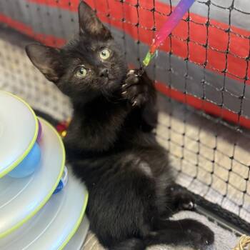 Beeda -  Domestic Short Hair Cat for Adoption in Ridgely, Maryland - Beeda | PetCurious