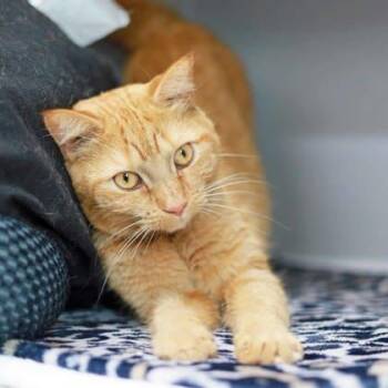 Domestic Short Hair Cats Available for Adoption - Cooper | PetCurious
