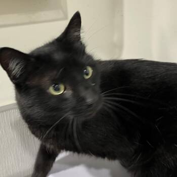 Domestic Short Hair and Mixed Breed Cats Available for Adoption in Tampa, Florida - Puck | PetCurious