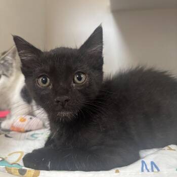 Victor -  Domestic Short Hair Cat for Adoption in Riverside, California - Victor | PetCurious